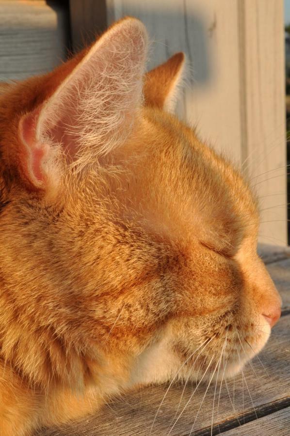 Ferienwohnung Roter Kater Am Nationalpark Eifel Bergbuir المظهر الخارجي الصورة